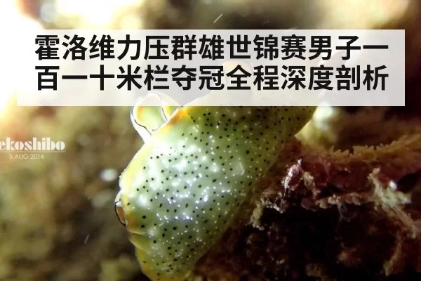 霍洛维力压群雄世锦赛男子一百一十米栏夺冠全程深度剖析